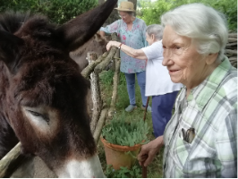 Résidente nourrissant un âne